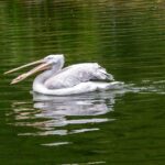 “移民不移居”：现代流动与身份的新定义探析