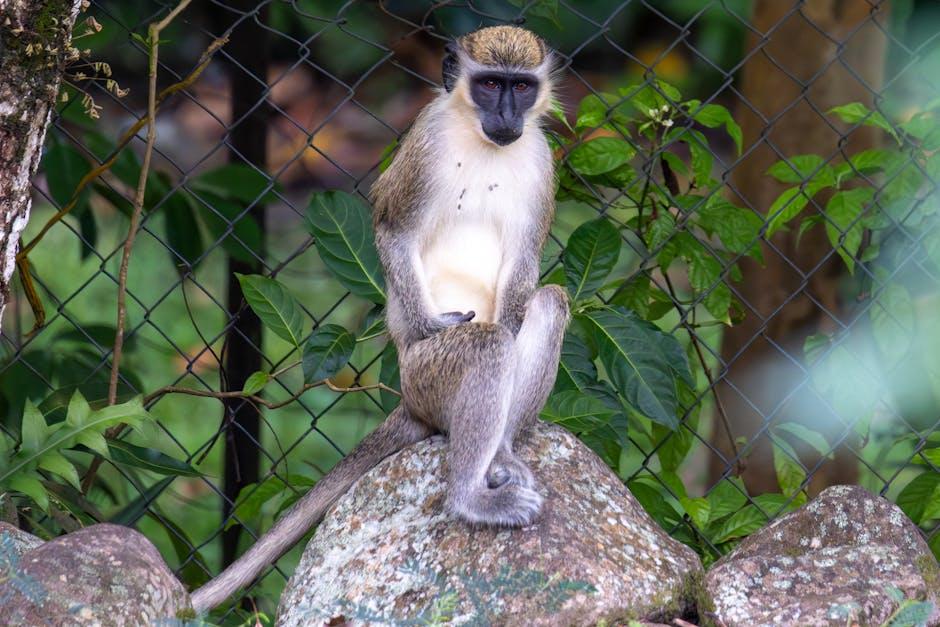 圣基茨投资移民概述及申请条件详解