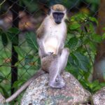 揭秘圣基茨国籍优势：通往全球的黄金护照之路