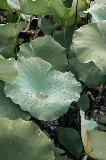 开启自由之门的背景与全球趋势