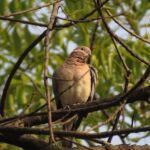 格林纳达入籍全攻略：开启加勒比新生活之门