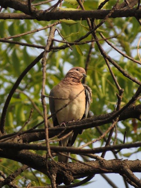 格林纳达入籍全攻略：开启加勒比新生活之门