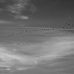 全球移民国家排行榜解析：谁最受欢迎？谁最适合？