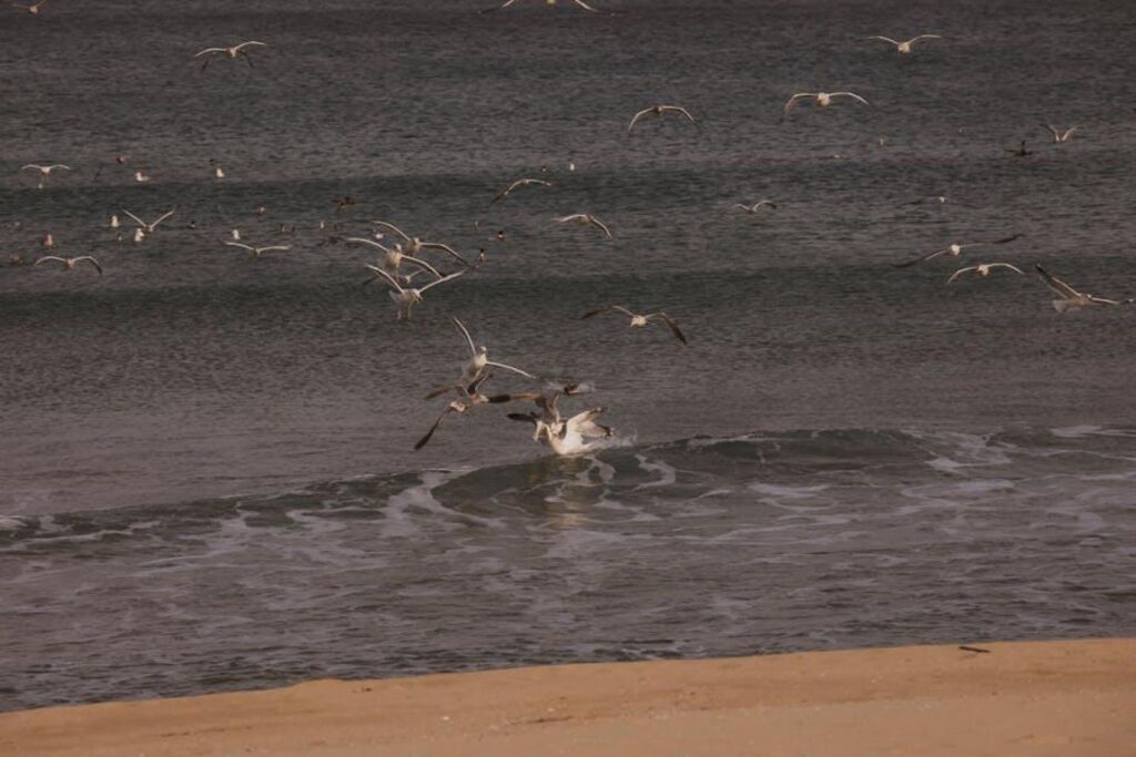 穿越波涛：揭秘大西洋移民的历史与影响