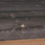 穿越波涛：揭秘大西洋移民的历史与影响