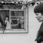 探秘岛国移民：生活新天地与文化交融之旅