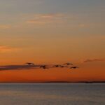 穿越波涛：大西洋移民的历史与未来探索