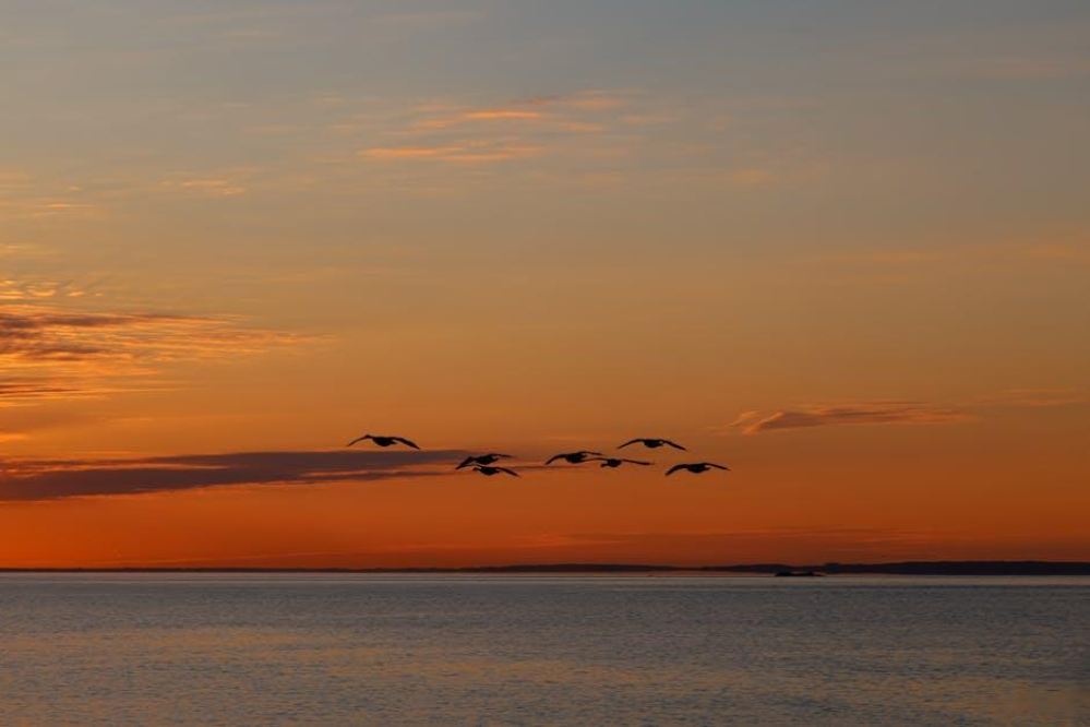 穿越波涛：大西洋移民的历史与未来探索