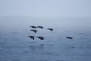 大西洋移民趋势解析：关键数据与影响因素解读