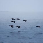 大西洋移民趋势解析：背景、现状与未来展望