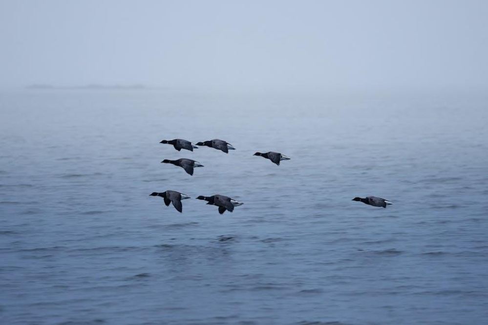 大西洋移民趋势解析：背景、现状与未来展望