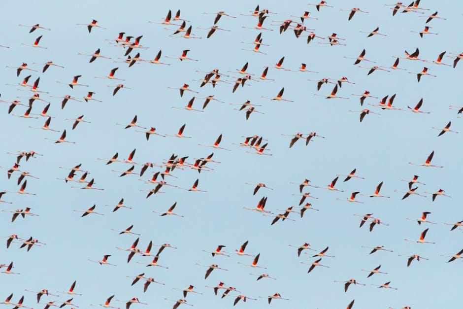 全球移民趋势与国家选择的全景分析