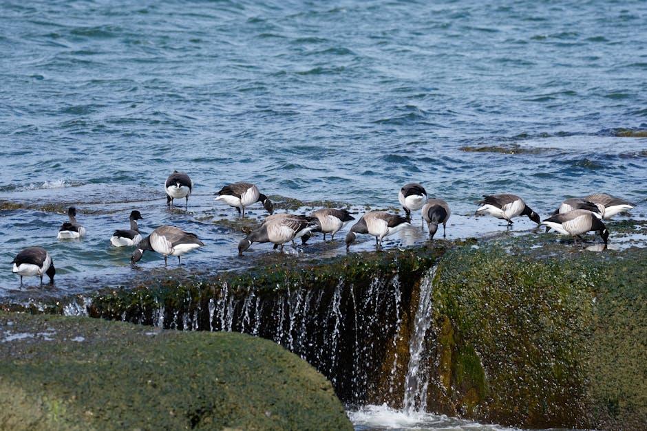 大西洋移民流向中的主要动力与变化